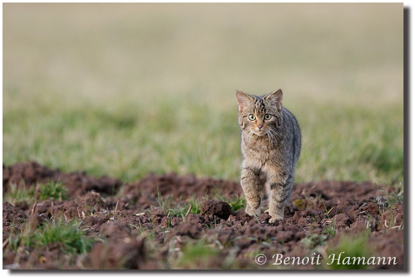 Chat dans un labourée